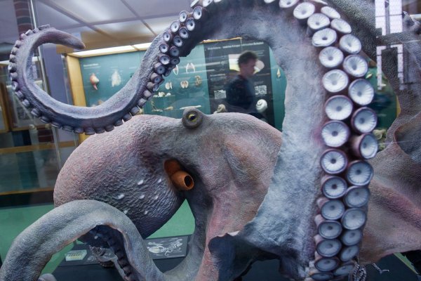 Kraken market